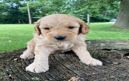 Labradoodle dogs for sale: Phoenix - Image 3