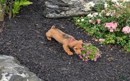 Dachshund dogs for sale: Lena - Image 22