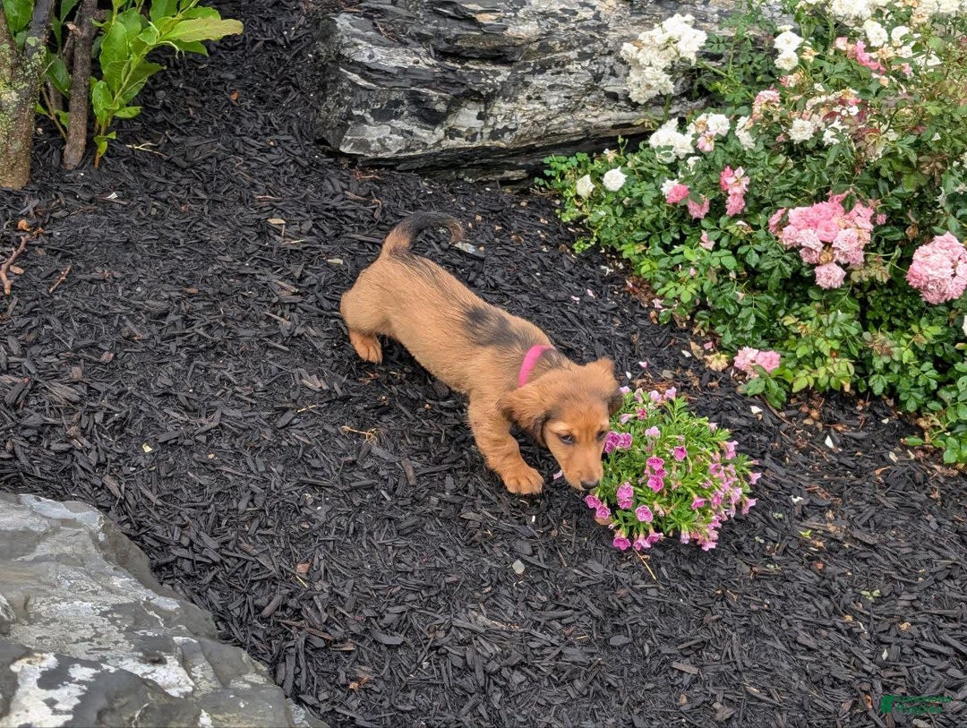 Dachshund dogs for sale: Lena - Image 22