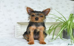 Yorkshire Terrier dogs for sale: Sophie - Image 9
