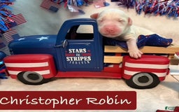 Bernedoodle dogs for sale: Christopher Robin - Image 1