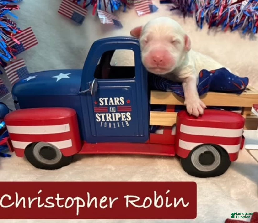 Bernedoodle dogs for sale: Christopher Robin - Image 1