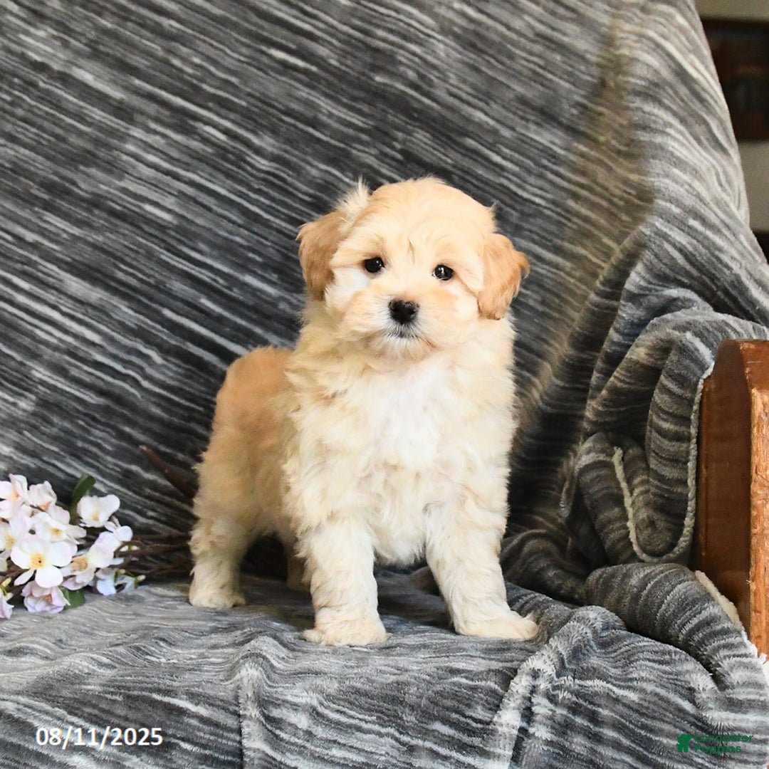 Maltipoo dogs for sale: Tinker - Image 1