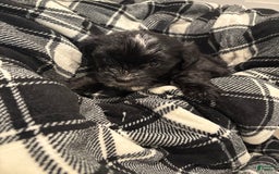 Morkie dogs for sale: Manny - Image 1