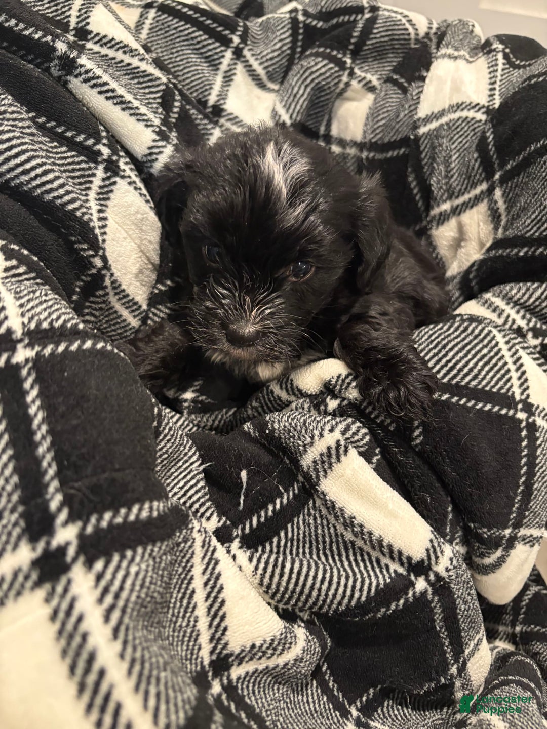 Morkie dogs for sale: Manny - Image 1