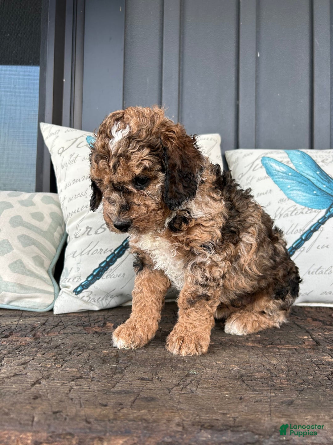 Aussiedoodle dogs for sale: Koa - Image 1