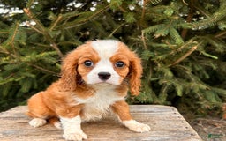 Miniature Bernese Mountain Dog dogs for sale: Annie - Image 13
