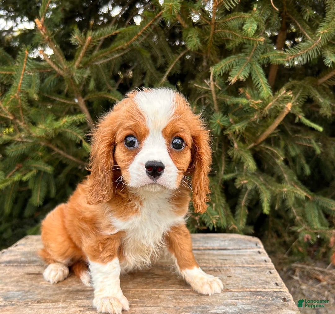 Miniature Bernese Mountain Dog dogs for sale: Annie - Image 13