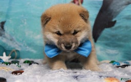 Shiba Inu dogs for sale: Larry - Image 10