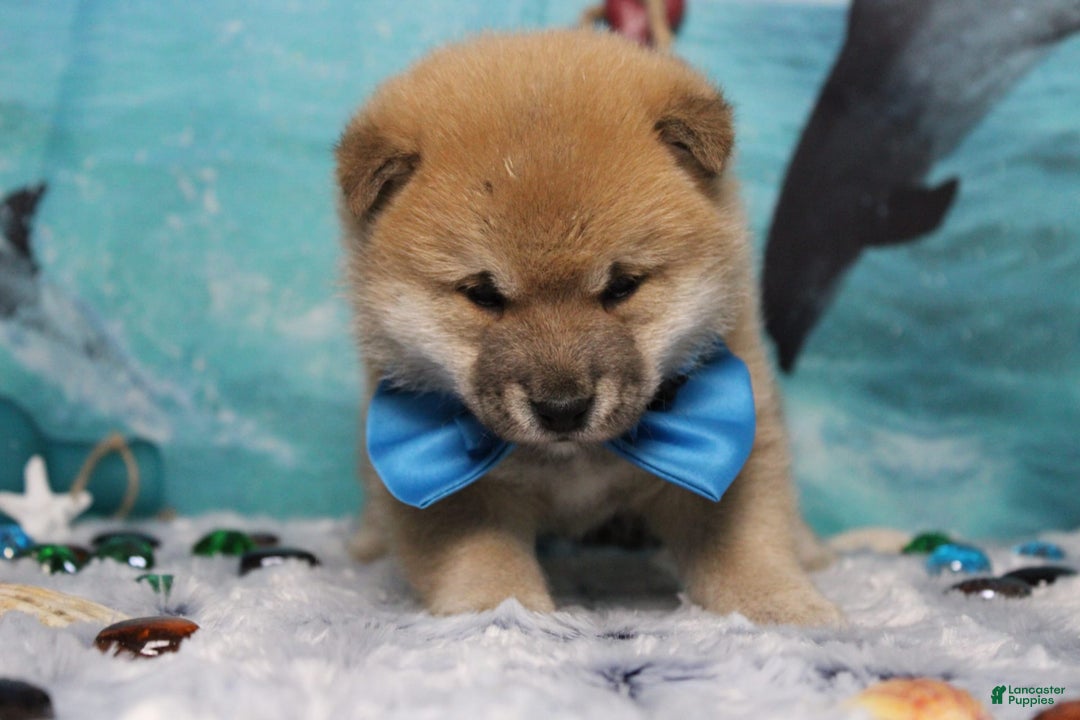 Shiba Inu dogs for sale: Larry - Image 10