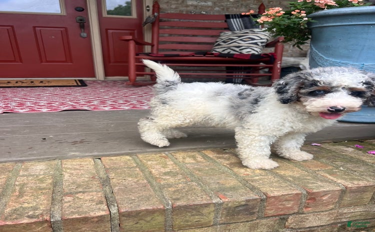 Mini Bernedoodle dogs for sale - Ad 3