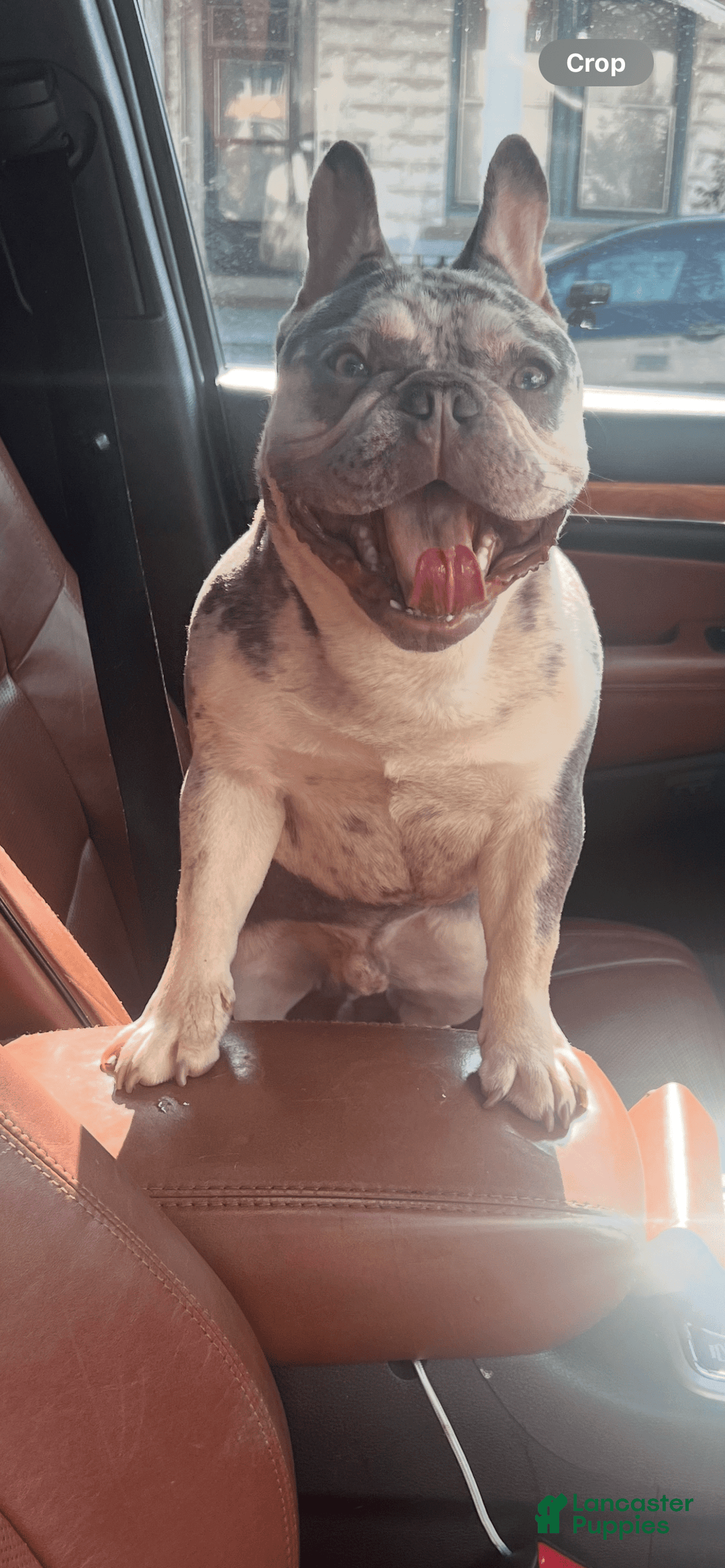 French Bulldog dogs for sale: Kodak - Image 3