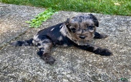 Aussiedoodle dogs for sale: Charlie - Image 2