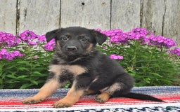 German Shepherd dogs for sale: Angie - Image 3