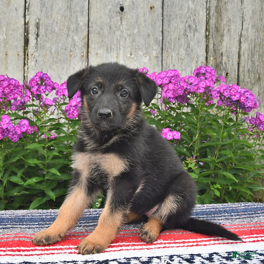 German Shepherd dogs for sale: Angie - Image 3