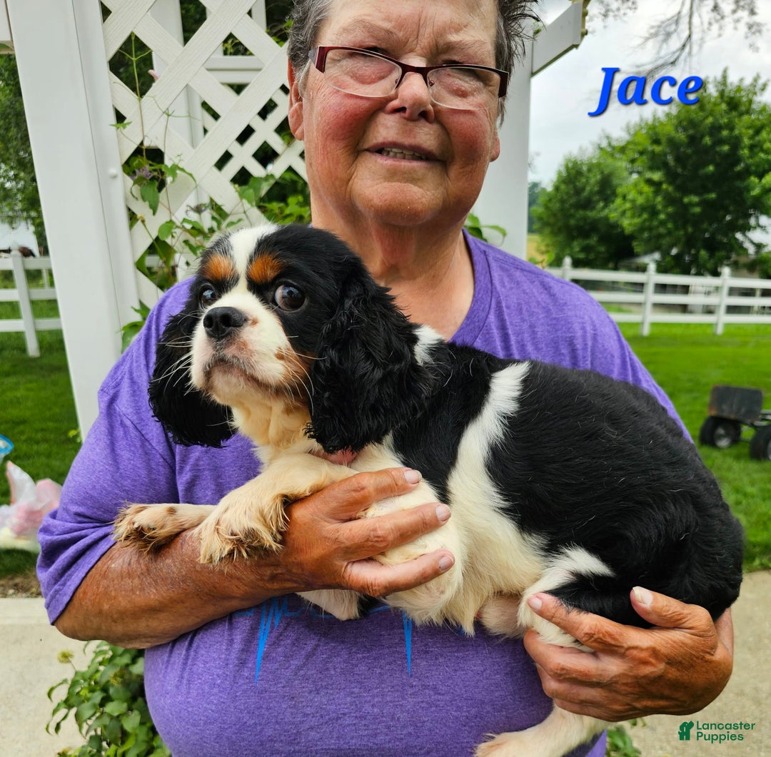 Cavalier King Charles Spaniel dogs for sale: RYAN - Image 3