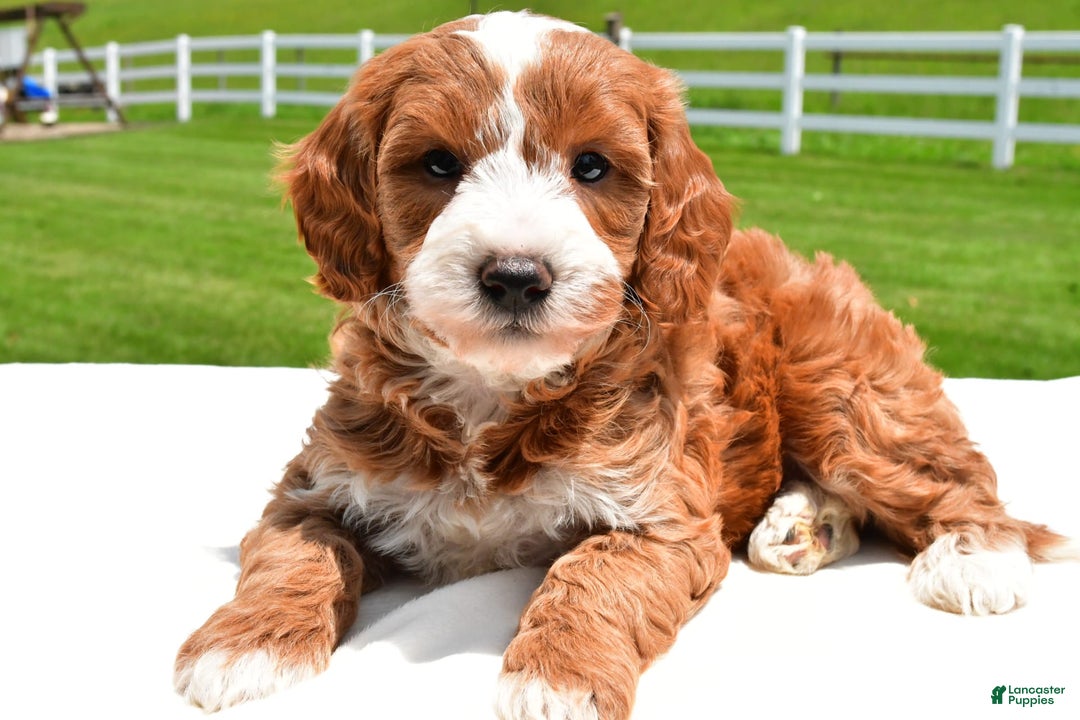 Mini Goldendoodle dogs for sale: Justin - Image 8