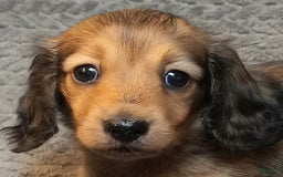 Miniature Dachshund dogs for sale: Summer - Image 1