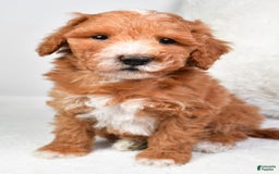  dogs for sale: Justin - Image 1