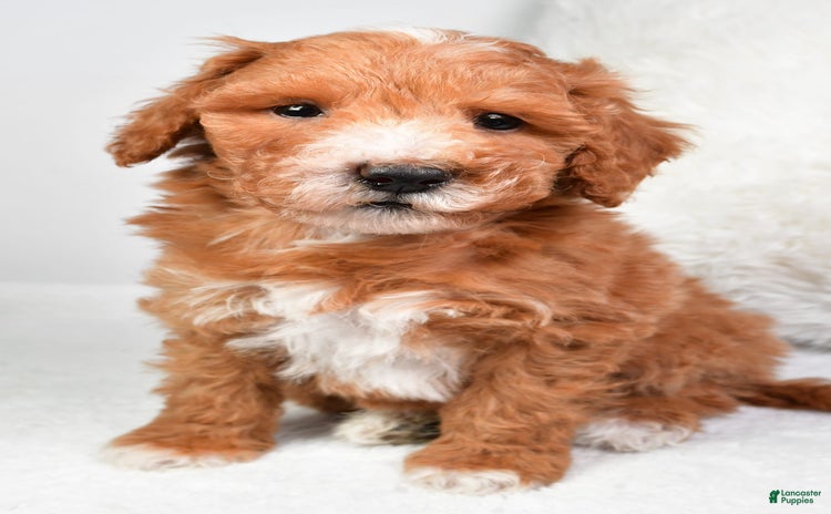  dogs for sale - Ad 5