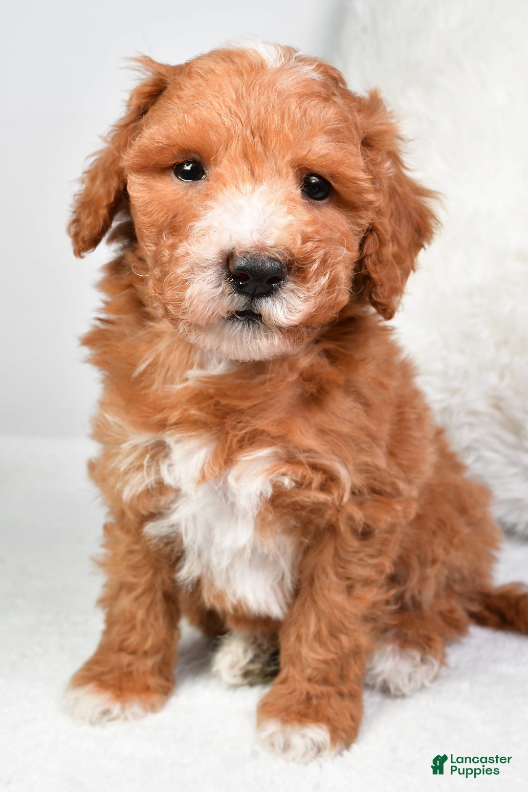  dogs for sale: Justin - Image 1