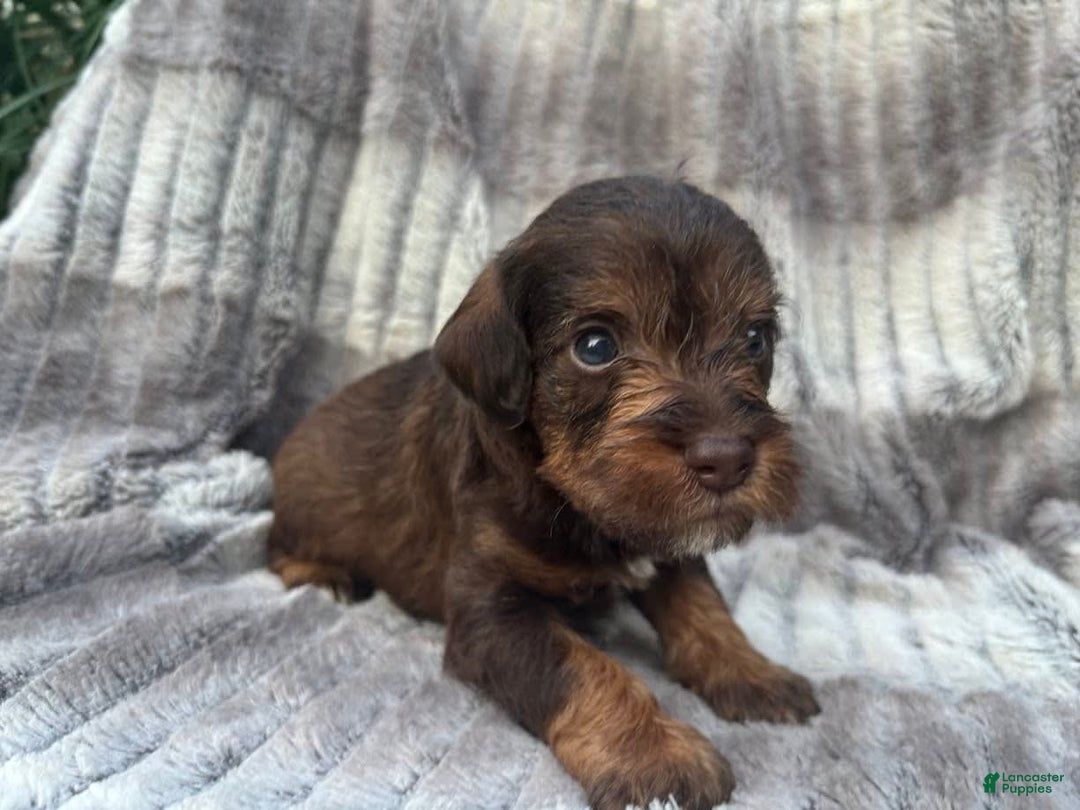 Schnoodle dogs for sale: Ramsey - Image 2