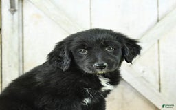 Australian Shepherd dogs for sale: Bella - Image 16