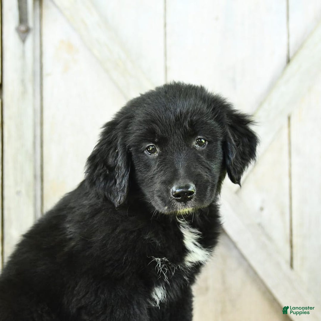 Australian Shepherd dogs for sale: Bella - Image 16