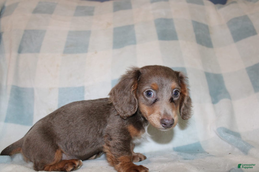Miniature Dachshund dogs for sale: Bingo - Image 15
