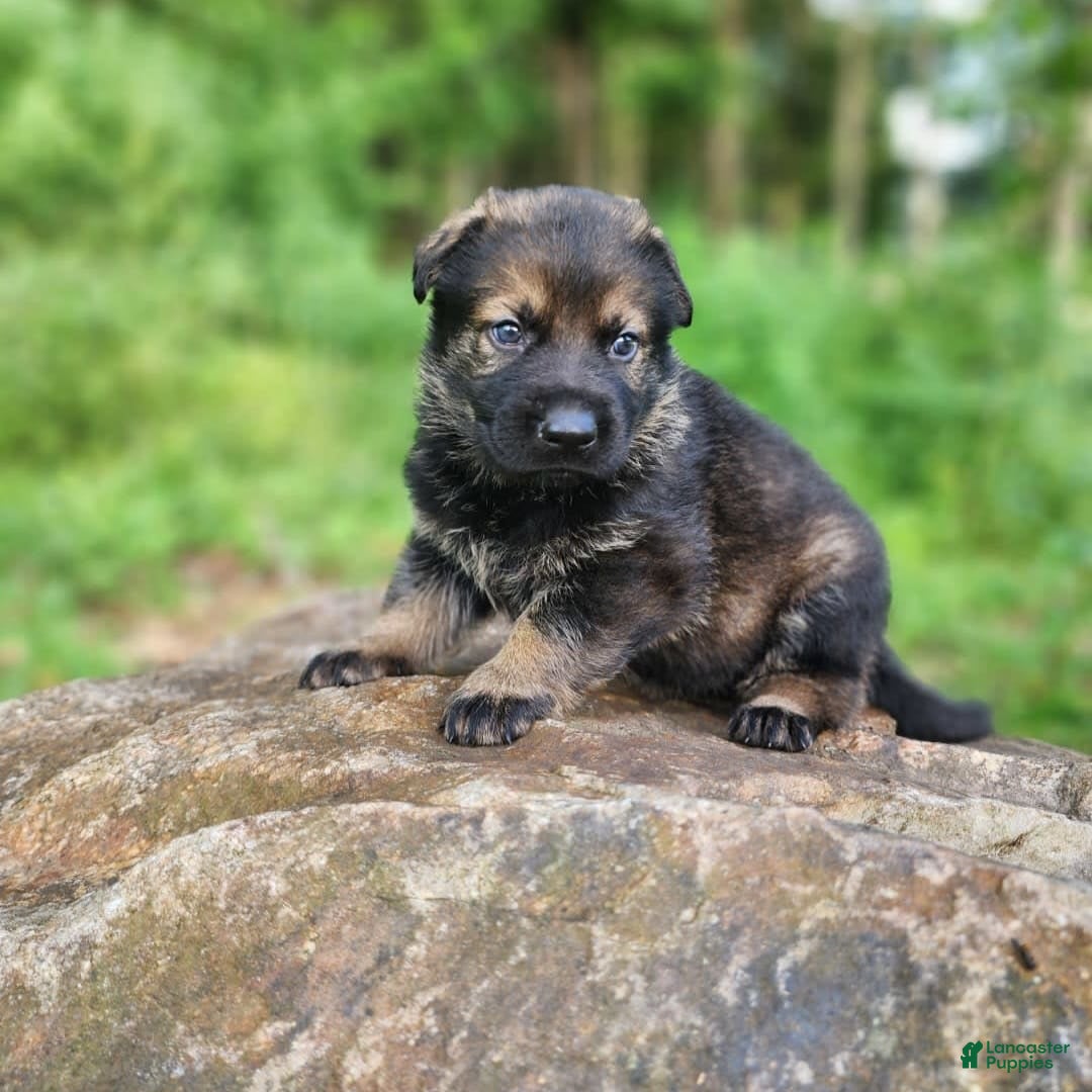 German Shepherd dogs for sale: Karma - Image 19