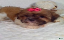 Shih Tzu dogs for sale: Hazel - Image 8