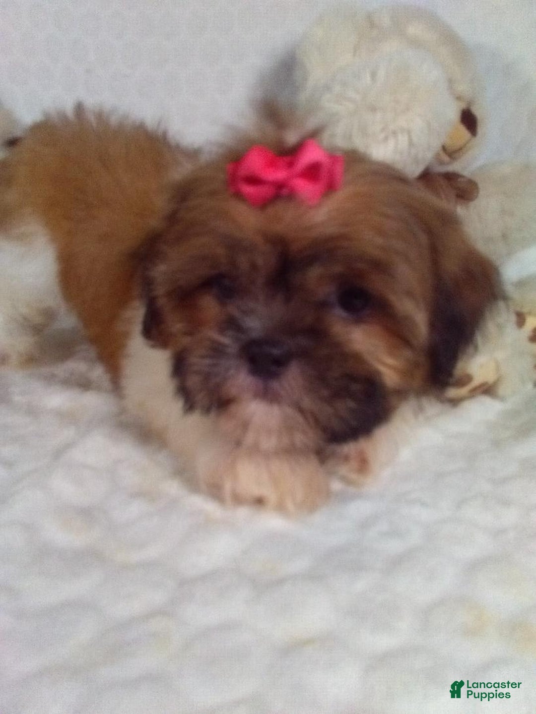 Shih Tzu dogs for sale: Hazel - Image 8