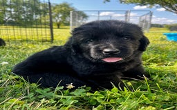 Newfoundland dogs for sale: Grey - Image 4