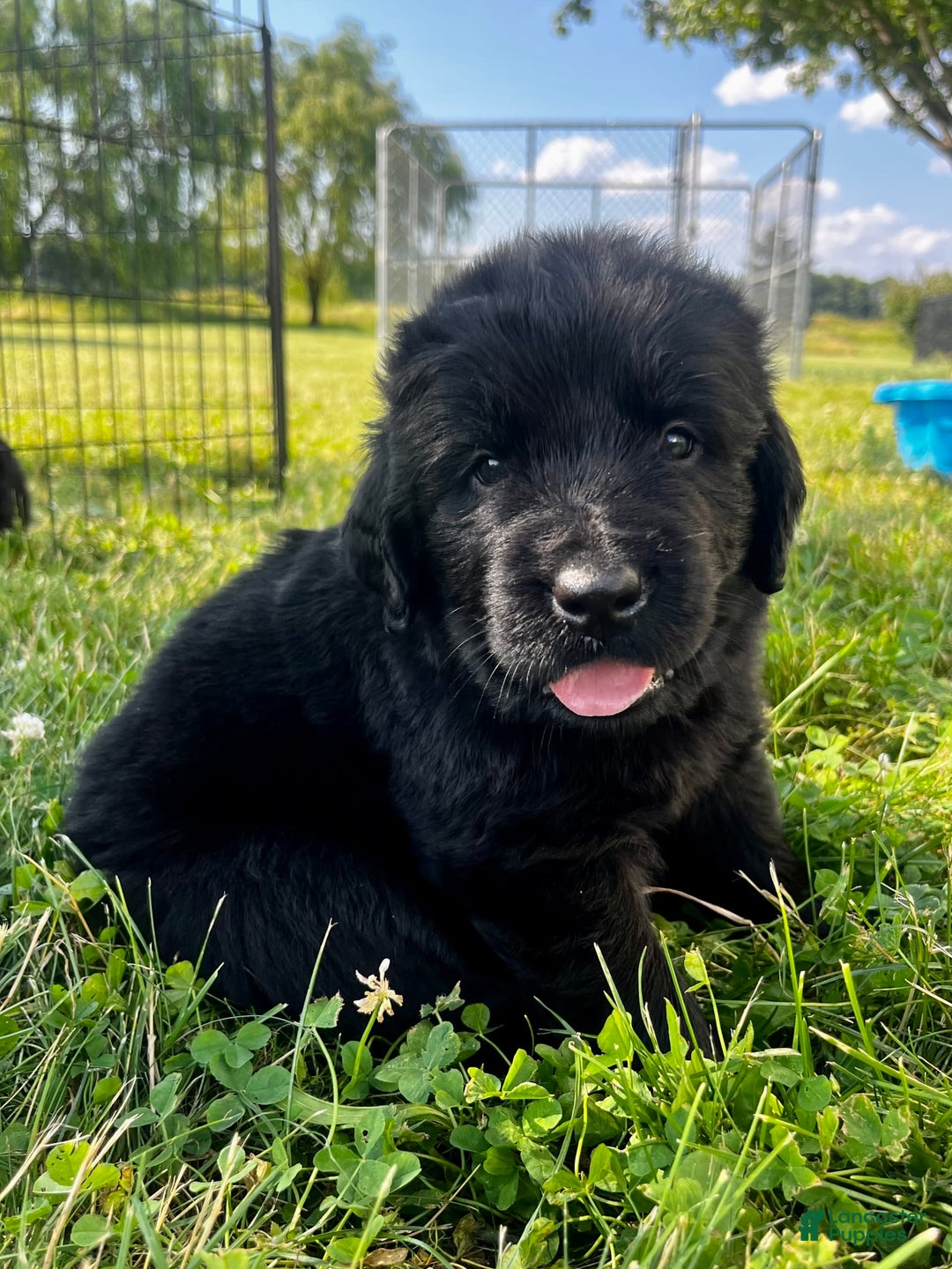 Newfoundland dogs for sale: Grey - Image 4