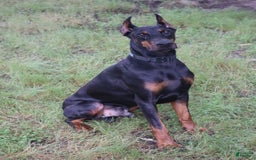 Doberman Pinscher dogs for sale: Storm - Image 12