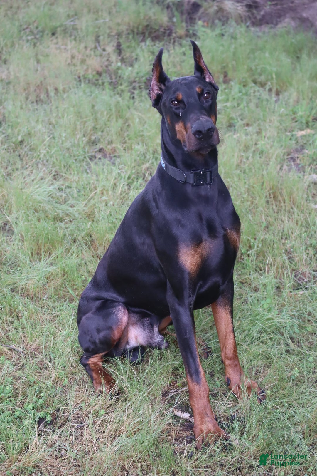 Doberman Pinscher dogs for sale: Storm - Image 12