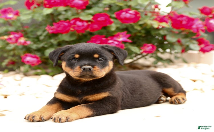 Rottweiler dogs for sale - Ad 1