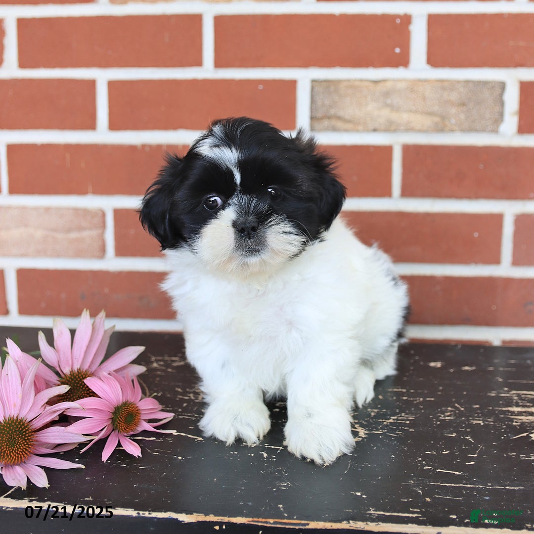 Shih Tzu dogs for sale: Daisy - Image 1