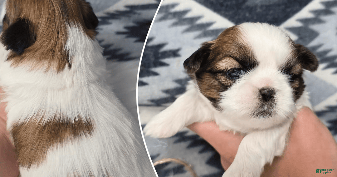 Shih Tzu dogs for sale: Peppa - Image 1