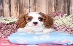 Cavalier King Charles Spaniel dogs for sale: Oscar - Image 6