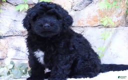 Portuguese Water Dog dogs for sale: Soloman - Image 1