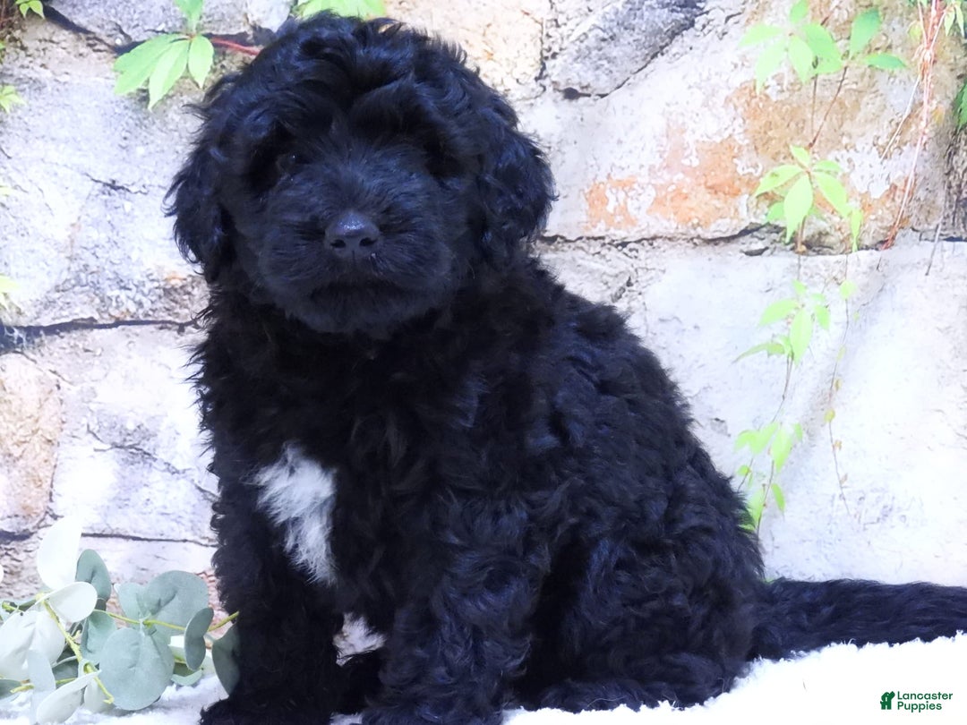 Portuguese Water Dog dogs for sale: Soloman - Image 1