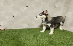 Siberian Husky dogs for sale: Laurie - Image 8