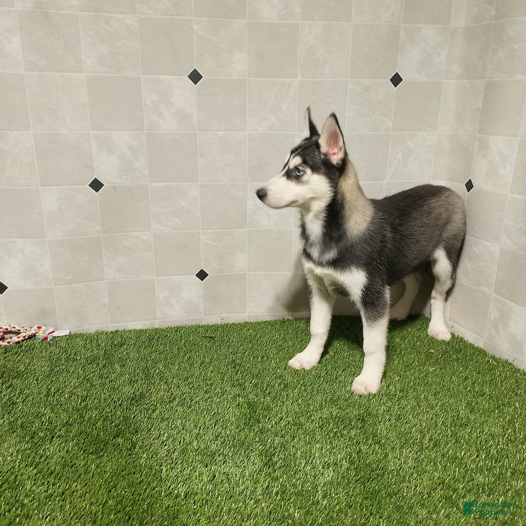 Siberian Husky dogs for sale: Laurie - Image 8