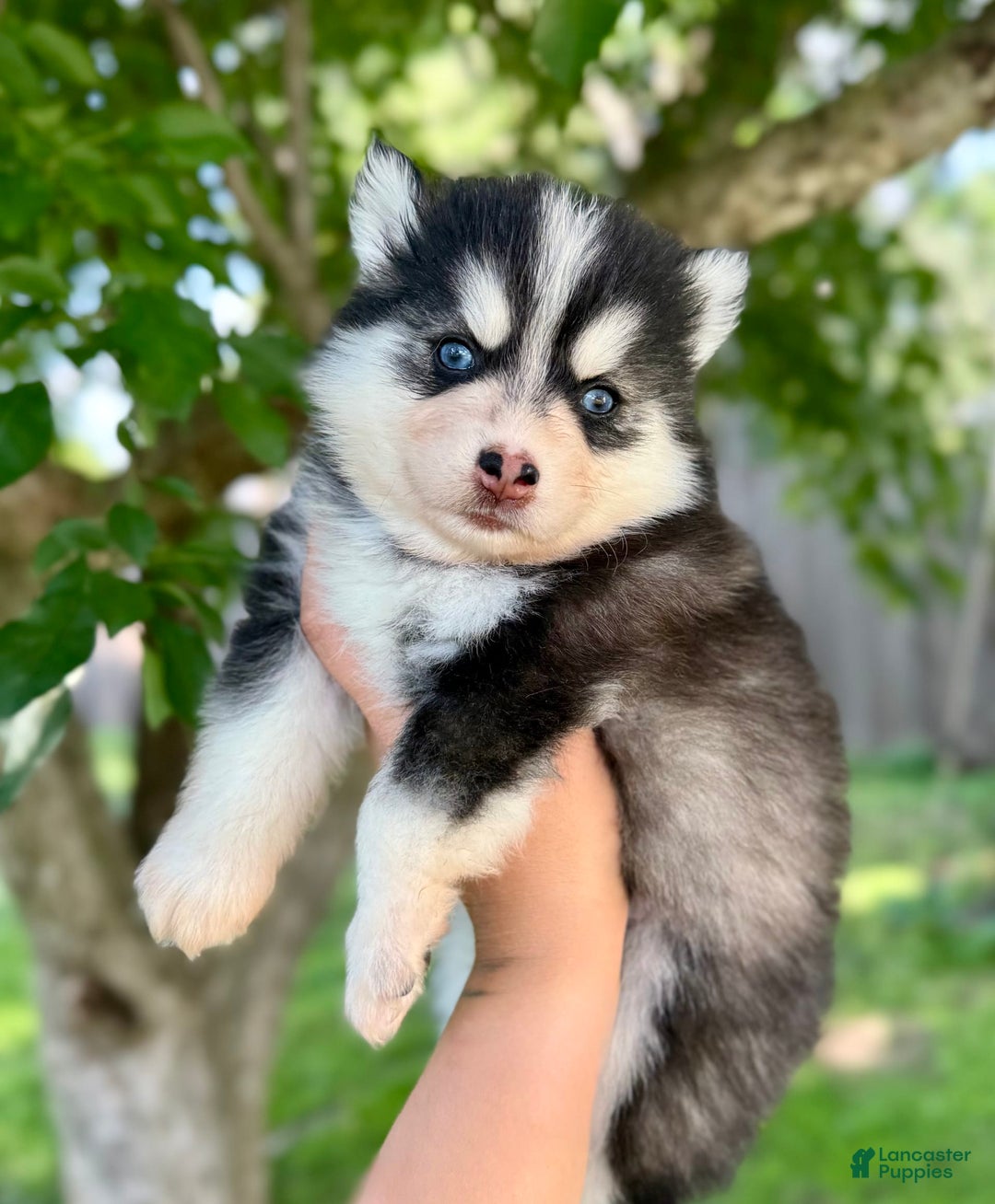 Pomsky dogs for sale: Iris - Image 7
