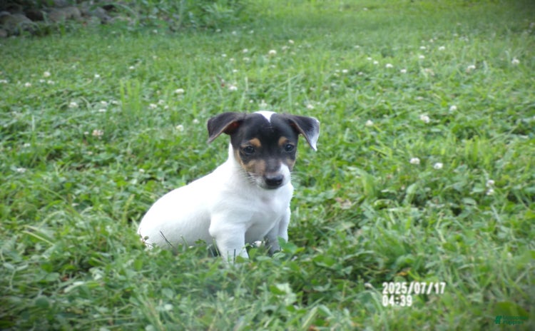 Jack Russell Terrier dogs for sale - Ad 2