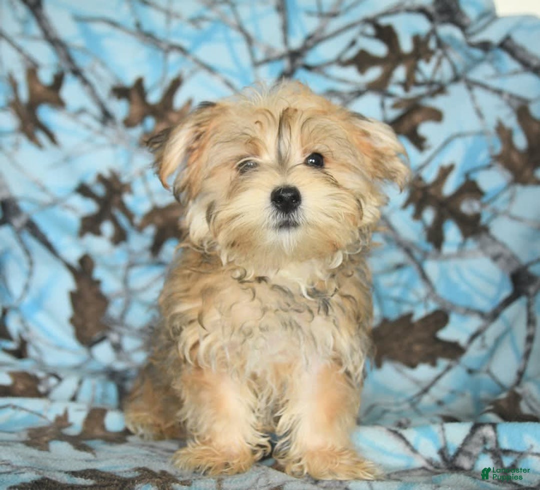 Morkie dogs for sale: Murphy - Image 16