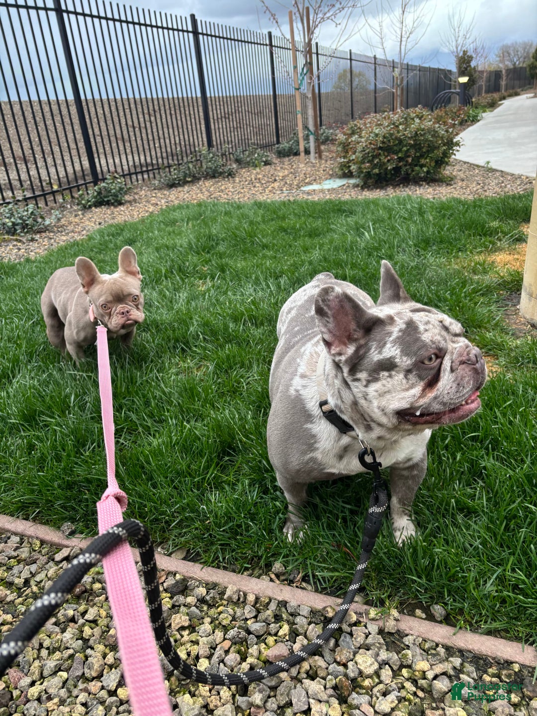 French Bulldog dogs for sale: Bluey - Image 3