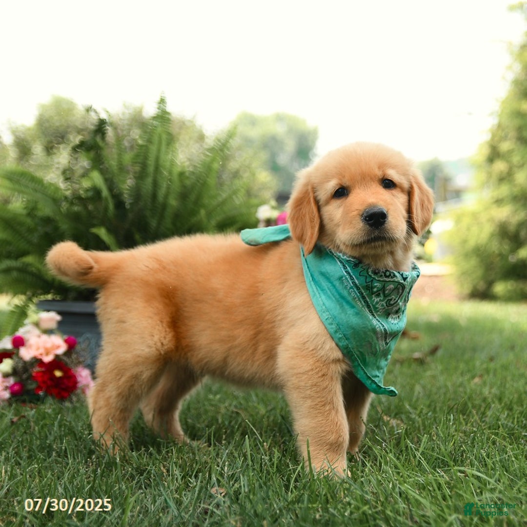 Golden Retriever dogs for sale: Murphy - Image 4