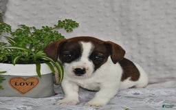 Jack Russell Terrier dogs for sale: Conley - Image 3